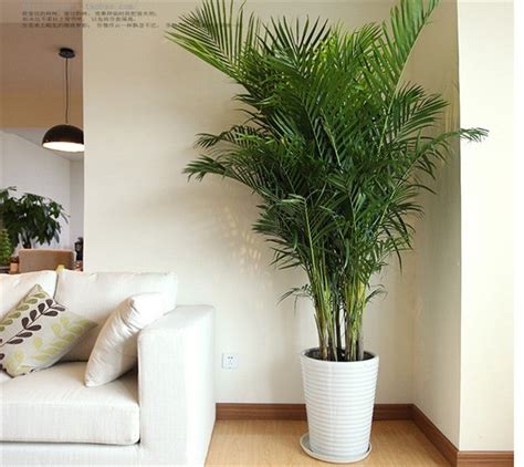 室內风水植物 寸和尺
